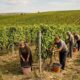 400 de lei pe zi la culesul strugurilor, dar viticultorii din Galați nu găsesc oameni