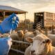 După mii de animale ”executate”, începe campania de vaccinare a oilor din Brăila
