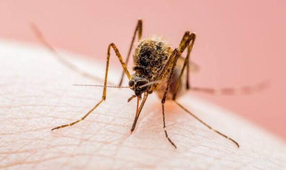 Alertă în Brăila: un nou caz de West Nile confirmat. DSP face apel la populație să se protejeze de țânțari