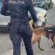 Polițiștii din Brăila, mobilizați în prima zi de școală. Câinii de serviciu au fost și ei în misiune