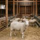 Virusul variolei ovine, confirmat și în comuna Râmnicelu