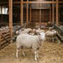 Virusul variolei ovine, confirmat și în comuna Râmnicelu
