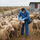 Variola ovină se extinde în județul Brăila. Mii de oi sacrificate