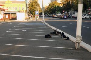 S-au înmulțit exagerat câinii în zona Pieței Mari