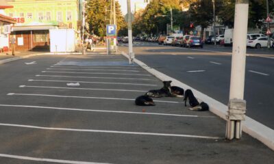 S-au înmulțit exagerat câinii în zona Pieței Mari