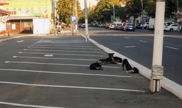 S-au înmulțit exagerat câinii în zona Pieței Mari