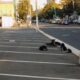 S-au înmulțit exagerat câinii în zona Pieței Mari