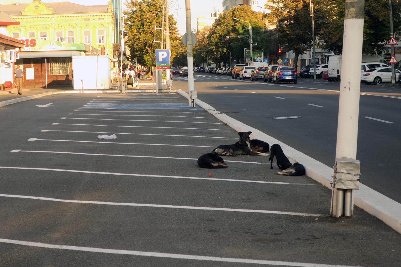 S-au înmulțit exagerat câinii în zona Pieței Mari