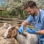 Începe vaccinarea gratuită la ovine și caprine în județul Brăila